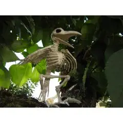 Krage skelet 22 cm - Halloween-balloner